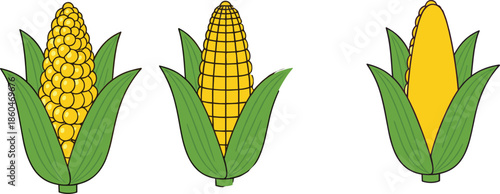 Corn cob vegetable illustrations collection with fresh yellow maize ears and green husks isolated on white background flat vector design