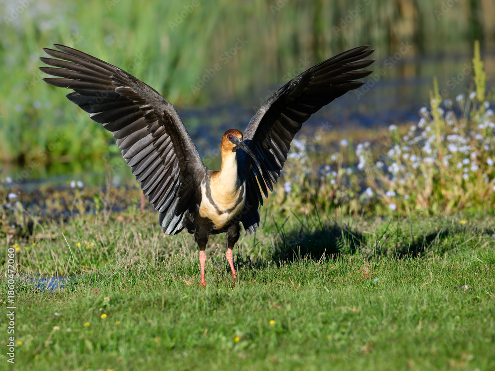 Obraz premium Black-faced Ibis Displaying Wings in Wetland Habitat