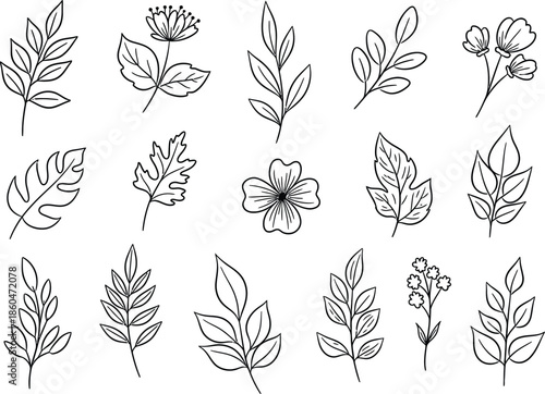 A collection of delicately drawn botanical illustrations featuring various leaf shapes floral blooms and plant sprigs in a minimalist black and white style