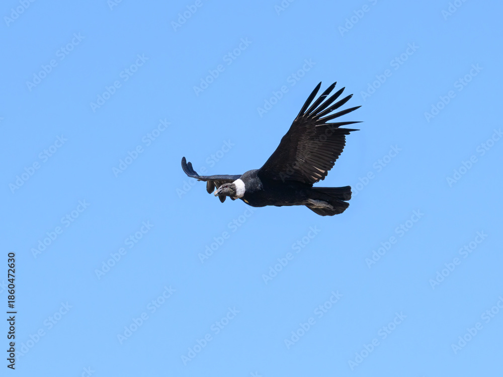 Fototapeta premium Andean Condor Soaring on blue Sky
