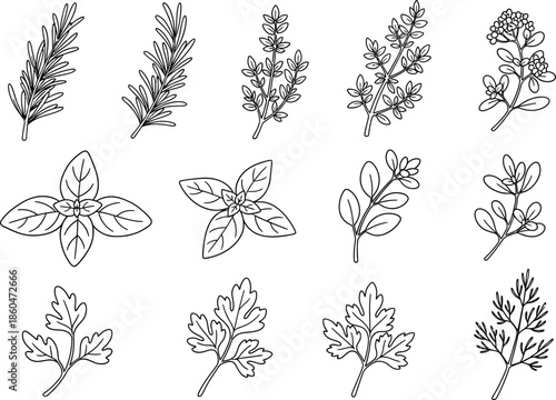 a collection of hand drawn botanical illustrations depicting various herbs and leafy greens in a monochrome style high quality professional detailed