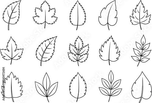 a collection of various detailed line art leaf shapes including maple oak and willow showcasing botanical illustrations high quality professional modern