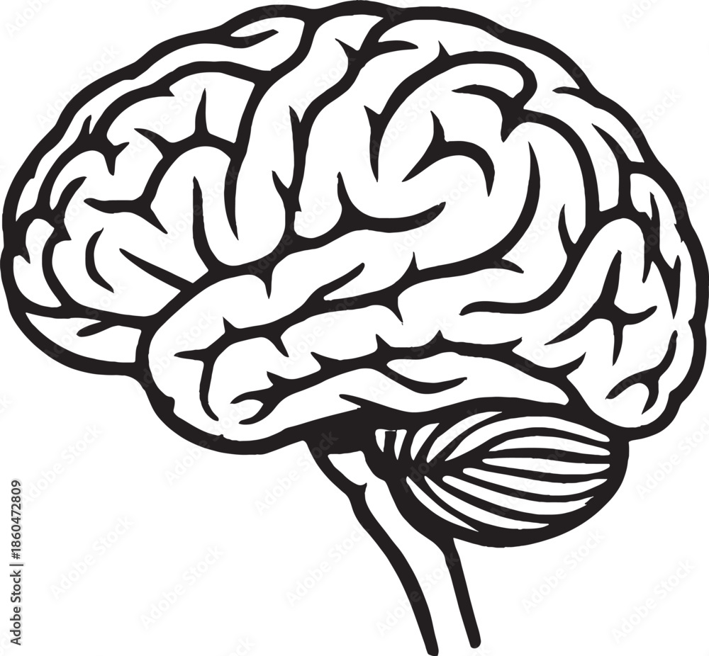 Fototapeta premium Human brain illustration with detailed anatomy