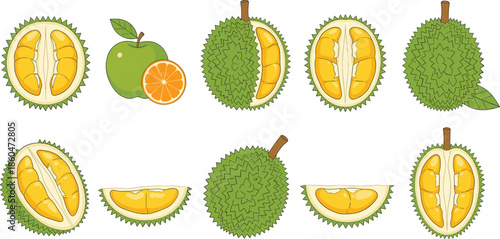 Durian fruit collection with whole and sliced tropical durians showing spiky shells and yellow flesh isolated on white background vector illustration