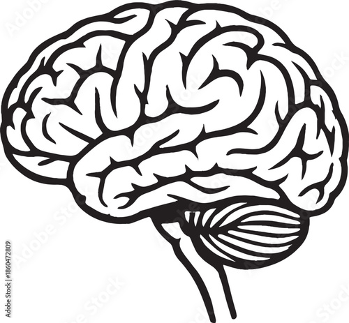 Human brain illustration with detailed anatomy