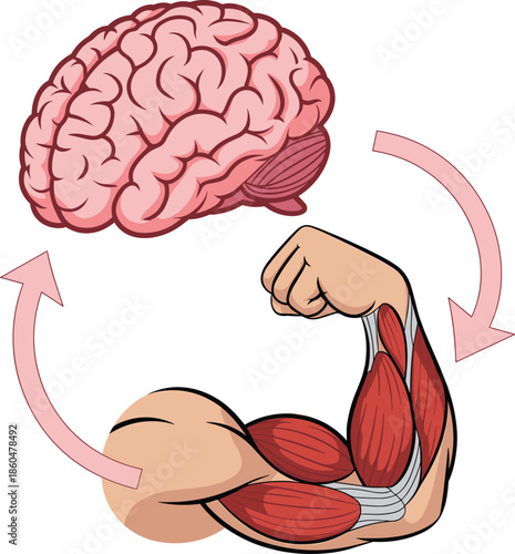 Brain, versus muscle illustration mind body connection strength psychology fitness concept vector diagram showing intelligence power balance health