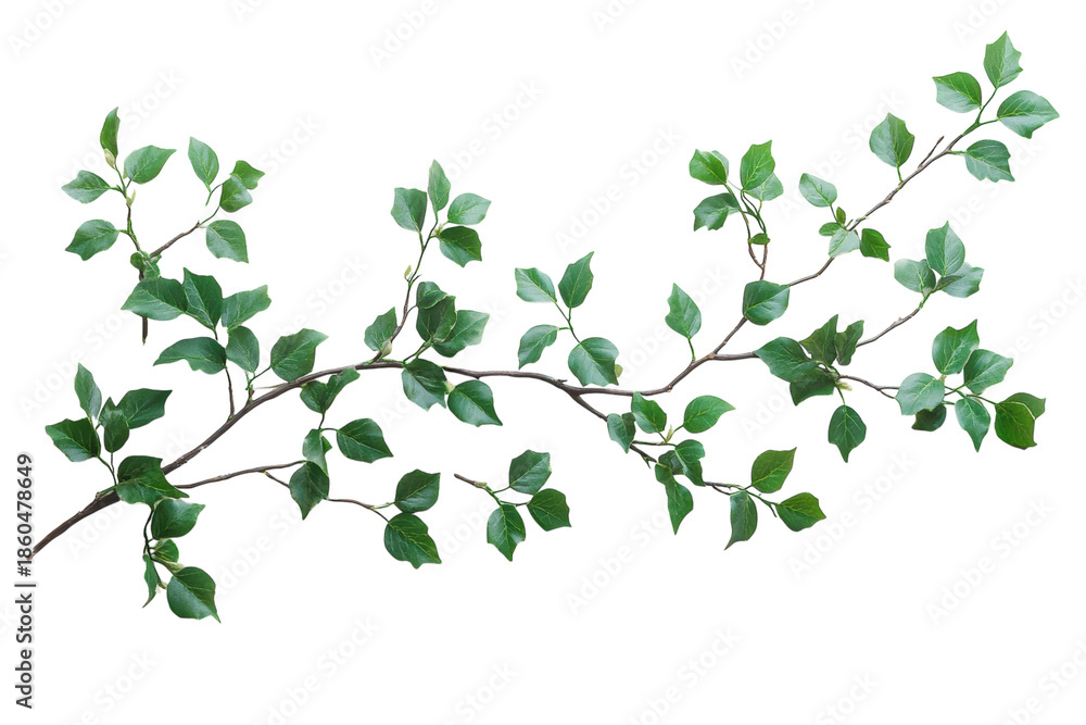 Obraz premium Decorative winter holly branch with bright red berries viewed from above on plain white backdrop isolated on transparent background