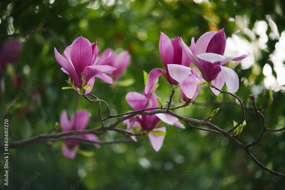 Obraz premium Purple magnolia flowers blooming on tree branch in spring garden