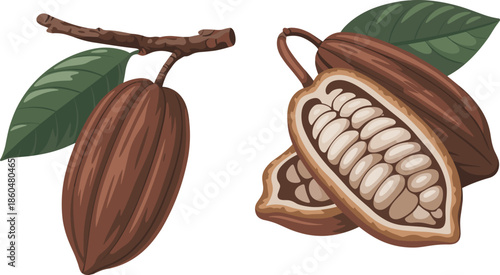 Cocoa, pod and cacao beans illustration whole and opened fruit chocolate ingredient vector isolated organic tropical agriculture design graphic food