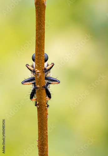 Red Footed Cannibal Fly Carnivorous Garden on Stalk Funny Legs Eyes Background Green