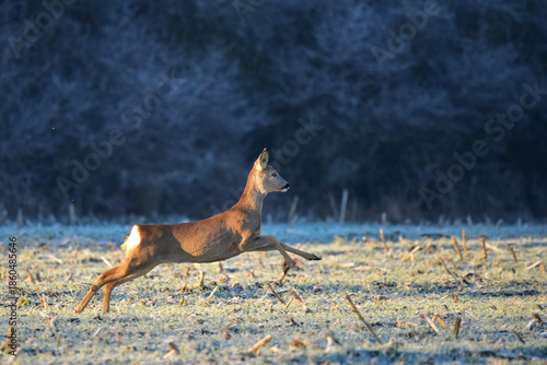 roe deer in the field at morning