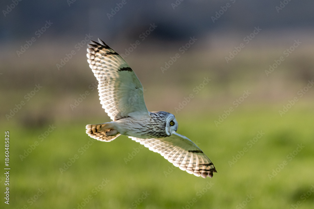 Fototapeta premium Sumpfohreule (Asio flammeus )