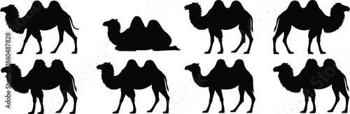 Silhouettes of Bactrian camels with two humps in various postures, standing and sitting, isolated on white background for design