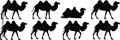 Silhouettes of Bactrian camels with two humps standing and resting in desert-like formation, isolated on white background for design use