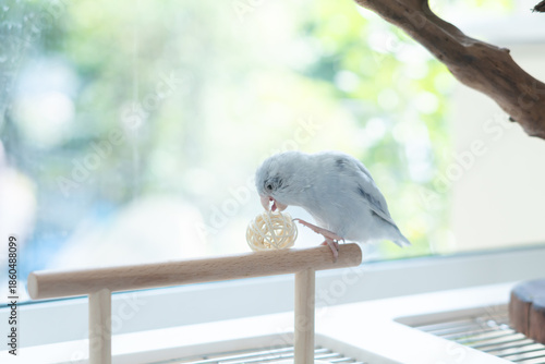 Cute blue pastel Pacific Parrotlet playing with a rattan ball on a wooden perch near a window with natural light.