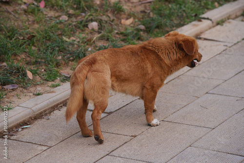 Obraz na plátne Stray dog wandering on the city sidewalk alone