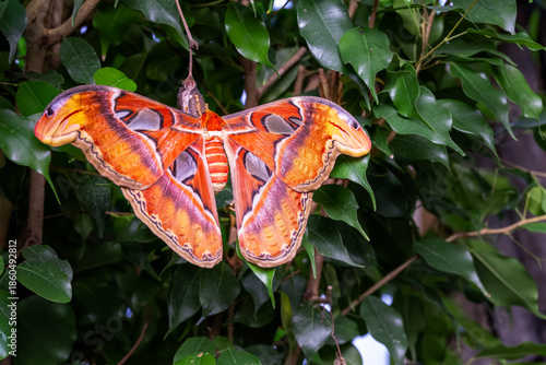 Attacus atlas or Atlas moth, a very large moth native to the tropical and subtropical rainforest regions of Asia