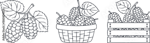 Minimal black line art set of ripe raspberries featuring branch, basket, and wooden crate. Clean botanical berry illustration ideal for food, farming, organic, packaging, and design projects.