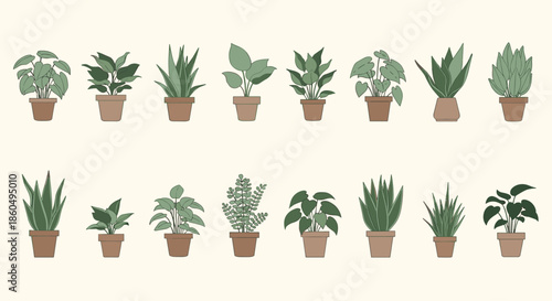 Comprehensive collection of various indoor potted plants and succulents displayed in two neat rows for home decor.