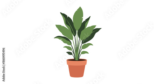 Large green bird of paradise house plant with long broad leaves shown in a simple terracotta pot on a white background.