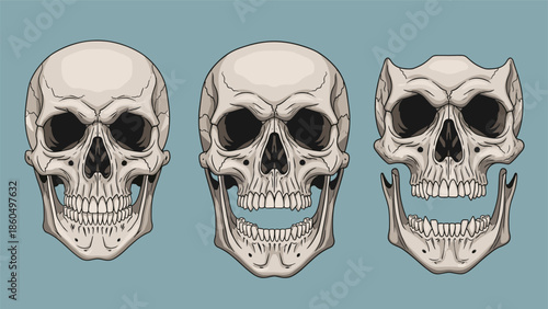 Set of three detailed human skulls with different expressions, showing a calm skull, a screaming skull, and a monstrous demon skull.