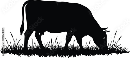 Black Silhouette of a Cow Grazing on Grass in a Field Isolated on White Background for Farm and Agriculture Design