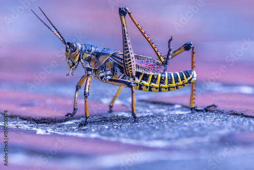 Eastern Lubber Grasshopper Insect Multi-colored Brookgreen Gardens South Carolina Poisonous