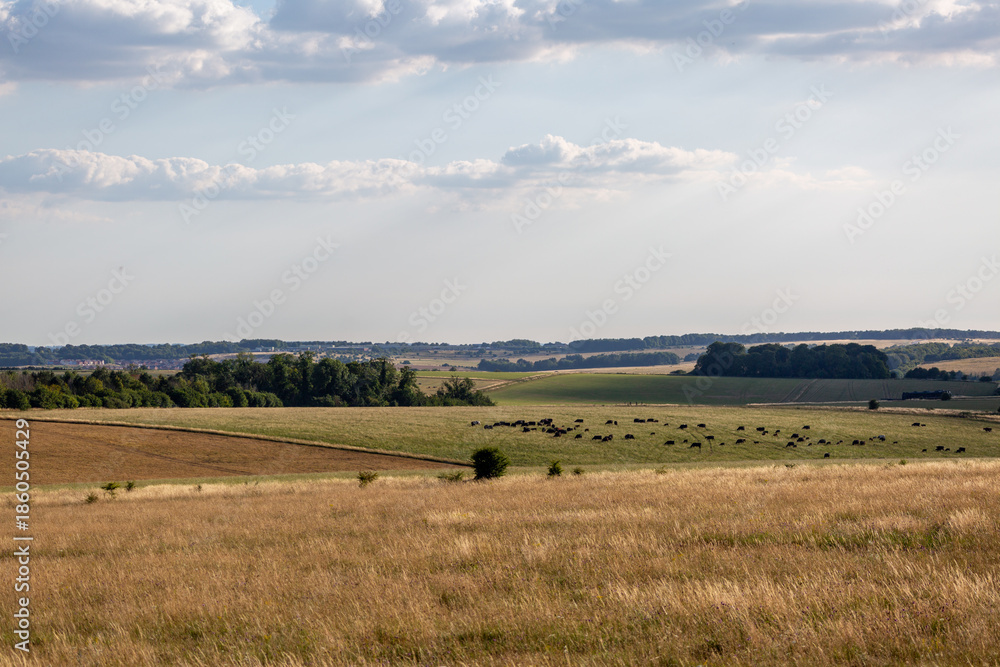 Obraz premium Cattle in a field in the countryside, Image shows a small number of cows grazing in the Wiltshire countryside on a summers day on Salisbury plain