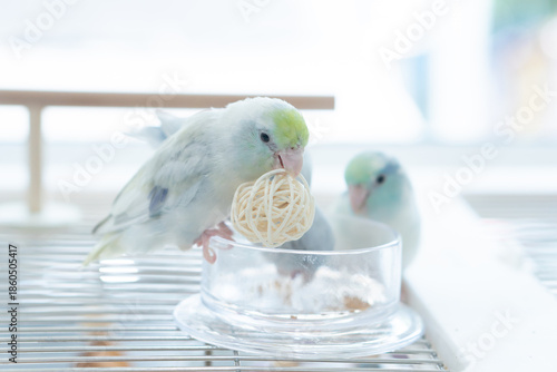 Cute pastel Pacific Parrotlet holding a rattan ball toy while standing on a glass feeding cup with another bird in the blurred background.