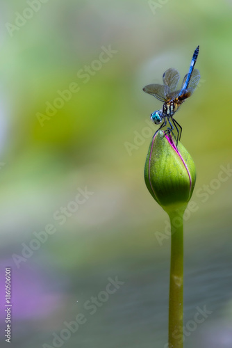 Blue Dasher Dragonfly on Egyptian Lotus Bloom Brookgreen Gardens South Carolina Background