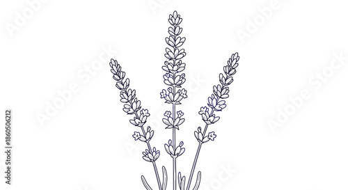 An elegant hand-drawn illustration of three lavender flower stalks in a detailed purple line art style isolated on a white background.