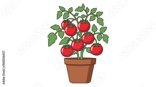 A vibrant tomato plant with ripe red tomatoes growing in a brown pot