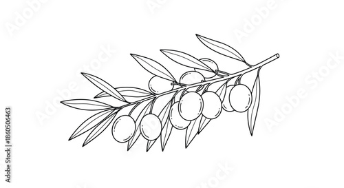 An elegant hand-drawn illustration of an olive branch with leaves and fruit in a detailed black and white line art style.
