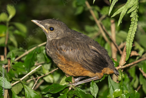 Sabiá Laranjeira IMG_2409