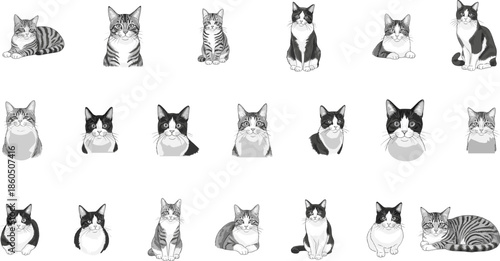 Collection of domestic cat breeds in black and white, various feline portraits, sitting and lying positions, tabby and bicolor kitty vector illustration, isolated,