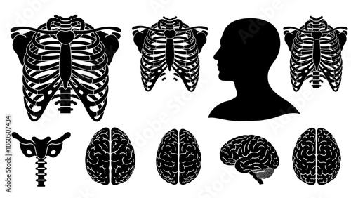 Seamless vector pattern design featuring an artistic illustration set of human organs and skeletons mixed with various plants, autumn leaves, sea shells, and animal silhouettes for nature wallpaper