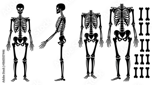 Vector illustration of a human body and man anatomy featuring a detailed medical skeleton with a skull and bones for science or health education