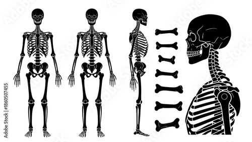 Vector illustration of a human anatomy sketch featuring a female body with a detailed medical skeleton, skull, and spine bones isolated on a black silhouette for science and biology