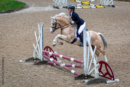 Young female competing in a show jumping competition,  Image shows a 27 year old Caucasian girl jumping over poles with her palomino section c Welsh cob stallion 