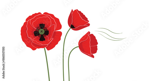 An elegant illustration of three red poppy flowers with green stems some blowing in the wind isolated on a clean white background.