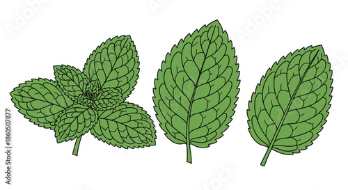 A botanical set of fresh green mint leaves and a sprig with detailed vein textures in a clean outline style on white.
