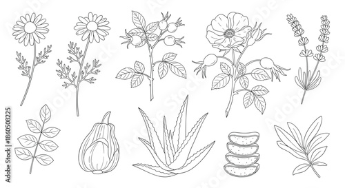 A collection of medicinal plants and herbs in a black and white line art style including aloe vera chamomile and rose hip.