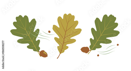 A set of three oak leaves in autumn colors with acorns being blown by the wind isolated on a white background for seasonal designs.