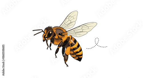 A realistic and detailed vector illustration of a honey bee in flight with a dotted trail isolated on a white background.