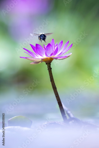 Bumble bee In Flight over opened Egyptian Lotus Flower Brookgreen Gardens South Carolina Background Purple Lavender, Green Insect Garden
