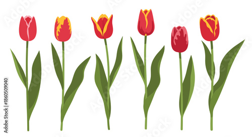 A beautiful set of six vibrant red and yellow tulip flowers with green leaves and stems isolated on a white background.