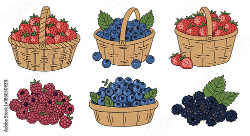 A fresh and delicious collection of hand-drawn garden berries including strawberries blueberries raspberries and blackberries.