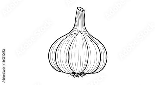 A detailed hand-drawn illustration of a whole garlic bulb in a classic black and white vintage engraving or etching style.