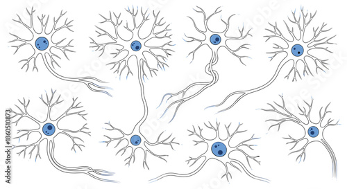A scientific set of neuron cells in a simple line art style illustrating the structure of the nervous system for education.