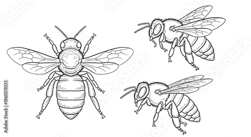 A set of three highly detailed honey bee illustrations in a classic black and white vintage engraving style from various angles.
